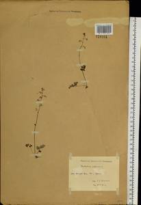 Thalictrum alpinum L., Siberia, Western Siberia (S1) (Russia)