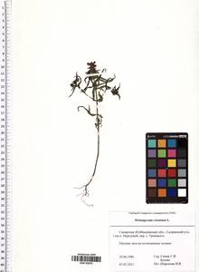 Melampyrum cristatum L., Eastern Europe, Middle Volga region (E8) (Russia)
