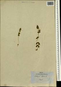 Lathyrus aphaca L., South Asia, South Asia (Asia outside ex-Soviet states and Mongolia) (ASIA) (Nepal)