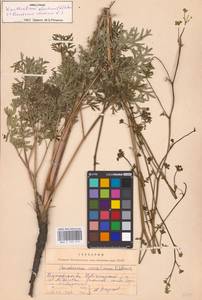 Xanthoselinum alsaticum (L.) Schur, Eastern Europe, Central forest-and-steppe region (E6) (Russia)