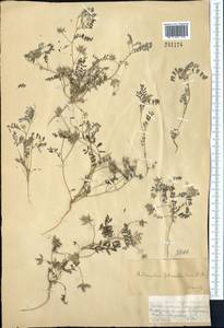 Astragalus filicaulis Kar. & Kir., Middle Asia, Muyunkumy, Balkhash & Betpak-Dala (M9) (Kazakhstan)