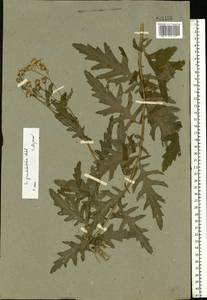 Jacobaea erucifolia subsp. grandidentata (Ledeb.) V. V. Fateryga & Fateryga, Eastern Europe, South Ukrainian region (E12) (Ukraine)