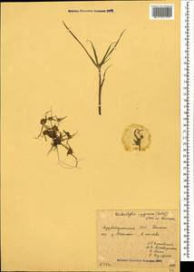 Cyperus michelianus subsp. pygmaeus (Rottb.) Asch. & Graebn., Caucasus, Azerbaijan (K6) (Azerbaijan)