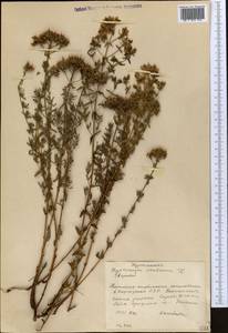 Hypericum scabrum L., Middle Asia, Western Tian Shan & Karatau (M3) (Kyrgyzstan)