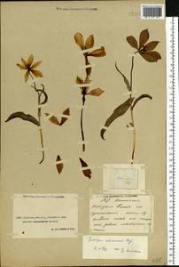 Tulipa suaveolens Roth, Middle Asia, Caspian Ustyurt & Northern Aralia (M8) (Kazakhstan)