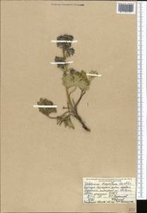 Delphinium dasyanthum Kar. & Kir., Middle Asia, Northern & Central Tian Shan (M4) (Kyrgyzstan)
