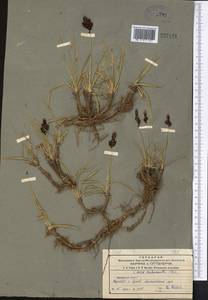 Carex melanantha C.A.Mey., Middle Asia, Northern & Central Tian Shan (M4) (Kazakhstan)