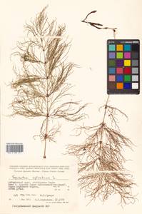 Equisetum sylvaticum L., Siberia, Russian Far East (S6) (Russia)