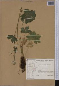 Geranium phaeum L., Western Europe (EUR) (Denmark)