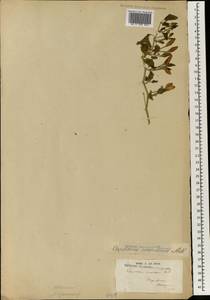 Capsicum annuum L., Africa (AFR) (Madagascar)