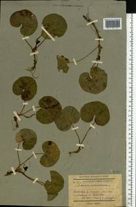 Asarum europaeum L., Eastern Europe, South Ukrainian region (E12) (Ukraine)