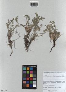 KUZ 001 364, Astragalus testiculatus Pall., Siberia, Altai & Sayany Mountains (S2) (Russia)