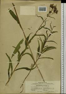 Lactuca sibirica (L.) Benth. ex Maxim., Siberia, Baikal & Transbaikal region (S4) (Russia)