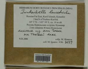 Iwatsukiella leucotricha (Mitt.) W.R. Buck & H.A. Crum, Bryophytes, Bryophytes - Russian Far East (excl. Chukotka & Kamchatka) (B20) (Russia)