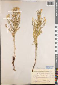 Rhaponticum repens (L.) Hidalgo, Eastern Europe, Lower Volga region (E9) (Russia)