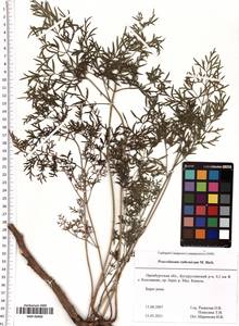 Peucedanum ruthenicum M. Bieb., Eastern Europe, Eastern region (E10) (Russia)