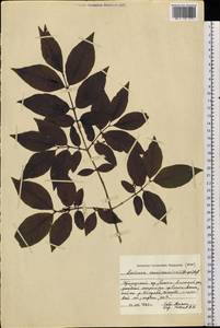 Lonicera maximowiczii (Rupr.) Regel, Siberia, Russian Far East (S6) (Russia)