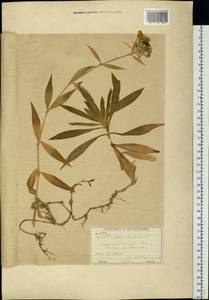 Dianthus barbatus, Eastern Europe, Moscow region (E4a) (Russia)