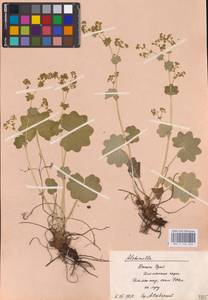 Alchemilla nemoralis Alechin, Eastern Europe, Eastern region (E10) (Russia)