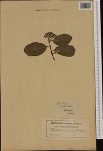 Aria edulis (Willd.) M. Roem., Western Europe (EUR) (Poland)