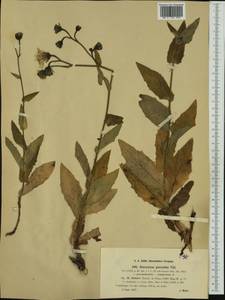 Hieracium picroides subsp. lutescens (Zahn) Greuter, Western Europe (EUR) (Austria)