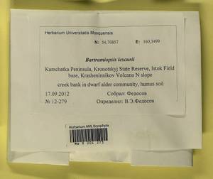 Bartramiopsis lescurii (James) Kindb., Bryophytes, Bryophytes - Chukotka & Kamchatka (B21) (Russia)