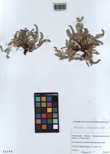 KUZ 001 371, Astragalus testiculatus Pall., Siberia, Altai & Sayany Mountains (S2) (Russia)