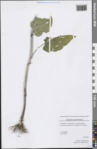 Campanula rapunculoides L., Eastern Europe, Eastern region (E10) (Russia)