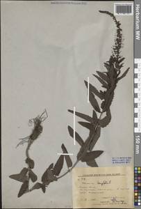 Veronica longifolia L., Siberia, Russian Far East (S6) (Russia)