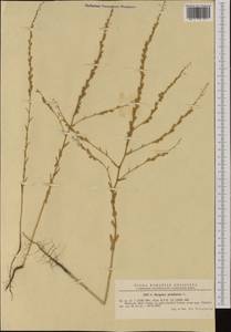 Myagrum perfoliatum L., Western Europe (EUR) (Romania)