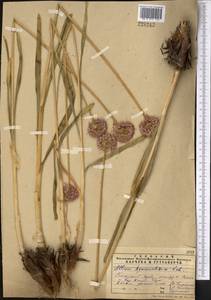 Allium hymenorhizum Ledeb., Middle Asia, Pamir & Pamiro-Alai (M2)