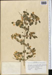 Lonicera nummulariifolia Jaub. & Spach, Middle Asia, Pamir & Pamiro-Alai (M2) (Tajikistan)