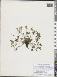 Potentilla humifusa Willd. ex D.F.K.Schltdl., Eastern Europe, Central forest-and-steppe region (E6) (Russia)