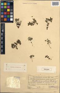 Parietaria jaxartica, Middle Asia, Western Tian Shan & Karatau (M3) (Kazakhstan)