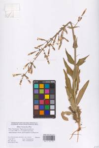 Silene viscosa (L.) Pers., Eastern Europe, Lower Volga region (E9) (Russia)