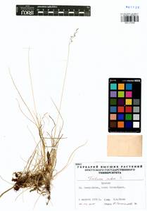 Festuca rubra L., Siberia, Baikal & Transbaikal region (S4) (Russia)