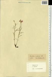 Dianthus pratensis, Eastern Europe, Eastern region (E10) (Russia)