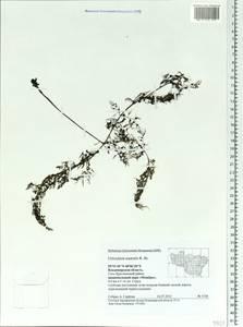 Utricularia ×australis R. Br., Eastern Europe, Central region (E4) (Russia)