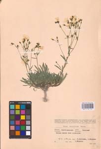 Linum ucranicum (Griseb. ex Planch.) Czern., Eastern Europe, Lower Volga region (E9) (Russia)