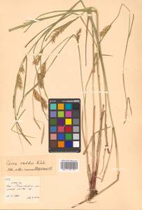 Carex raddei Kük., Siberia, Russian Far East (S6) (Russia)