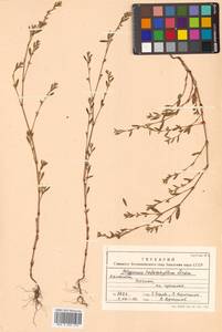 Polygonum aviculare L., Siberia, Chukotka & Kamchatka (S7) (Russia)