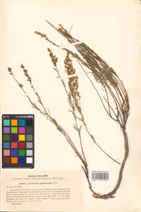 Artemisia salsoloides Willd., Eastern Europe, Lower Volga region (E9) (Russia)