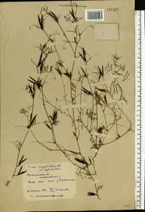 Vicia sativa subsp. nigra (L.)Ehrh., Eastern Europe, North-Western region (E2) (Russia)