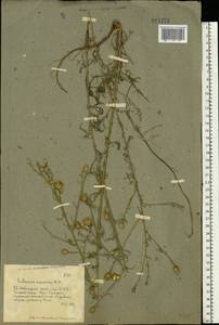 Centaurea arenaria M. Bieb. ex Willd., Eastern Europe, Rostov Oblast (E12a) (Russia)