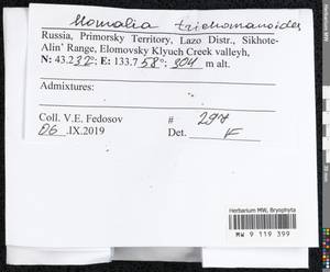 Homalia trichomanoides (Hedw.) Brid., Bryophytes, Bryophytes - Russian Far East (excl. Chukotka & Kamchatka) (B20) (Russia)