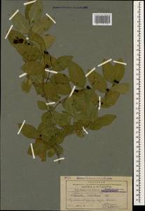 Lonicera caucasica subsp. orientalis (Lam.) D. F. Chamb. & Long, Caucasus, Armenia (K5) (Armenia)