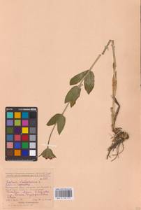 Silene chalcedonica (L.) E.H.L.Krause, Eastern Europe, Eastern region (E10) (Russia)