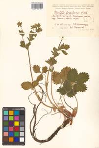 Potentilla fragiformis Willd. ex D. F. K. Schltdl., Siberia, Russian Far East (S6) (Russia)