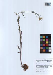 Sisymbrium heteromallum C. A. Mey., Siberia, Altai & Sayany Mountains (S2) (Russia)