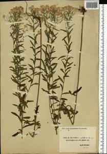 Galatella, Eastern Europe, Central forest-and-steppe region (E6) (Russia)